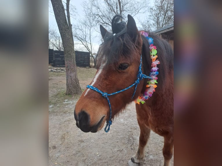 Altri pony/cavalli di piccola taglia Castrone 10 Anni 128 cm Baio in Götzendorf an der Leitha