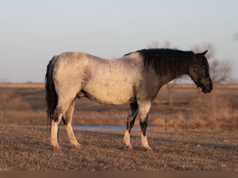 Altri pony/cavalli di piccola taglia Castrone 10 Anni 130 cm Roano blu in Canistota, SD