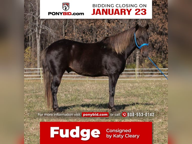 Altri pony/cavalli di piccola taglia Castrone 10 Anni 132 cm Sauro in Dodgeville, WI