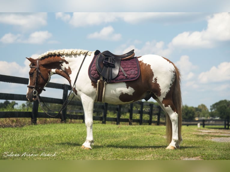 Altri pony/cavalli di piccola taglia Castrone 10 Anni 135 cm Pezzato in Ocala