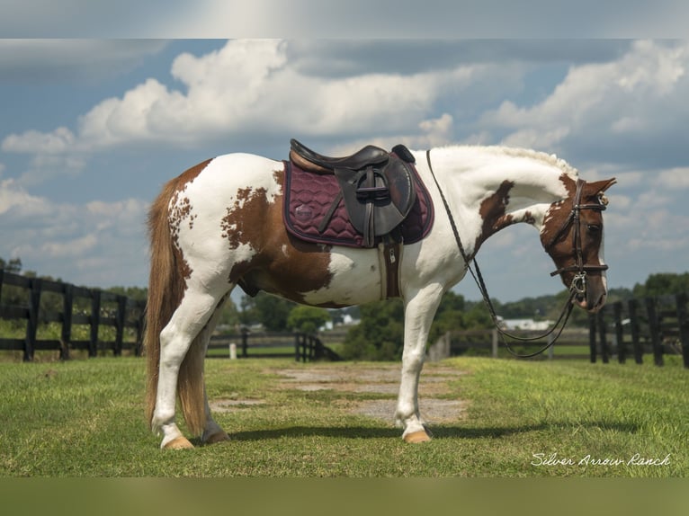 Altri pony/cavalli di piccola taglia Castrone 10 Anni 135 cm Pezzato in Ocala