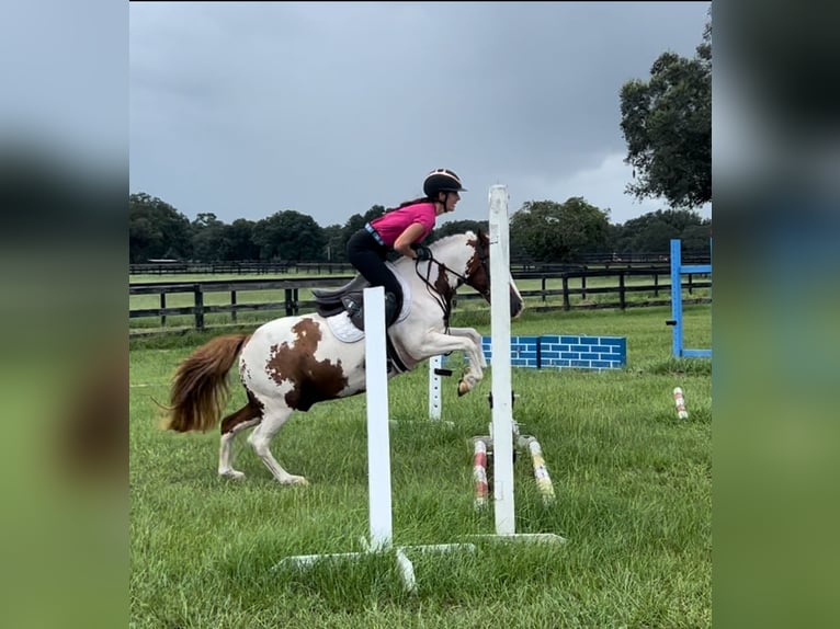 Altri pony/cavalli di piccola taglia Castrone 10 Anni 135 cm Pezzato in Ocala, FL