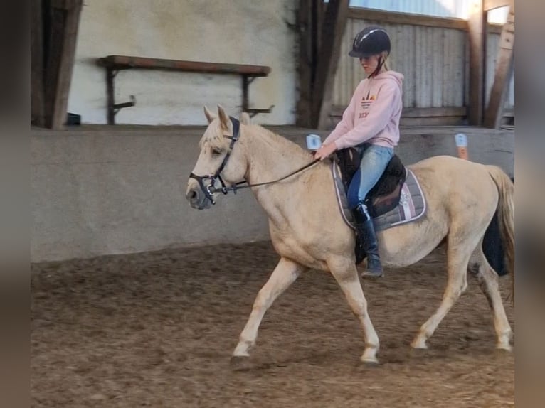 Altri pony/cavalli di piccola taglia Mix Castrone 10 Anni 140 cm Palomino in Neumünster