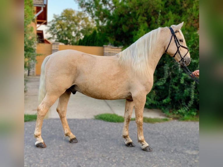 Altri pony/cavalli di piccola taglia Mix Castrone 10 Anni 140 cm Palomino in Neumünster