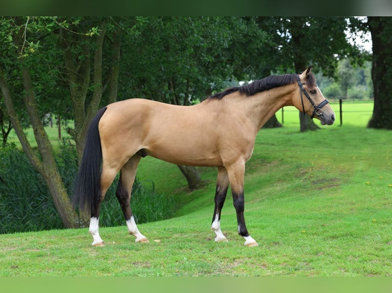 Altri pony/cavalli di piccola taglia Castrone 10 Anni 140 cm Pelle di daino in Olsztyn