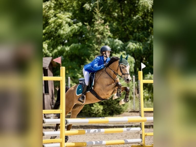 Altri pony/cavalli di piccola taglia Castrone 10 Anni 140 cm Pelle di daino in Olsztyn