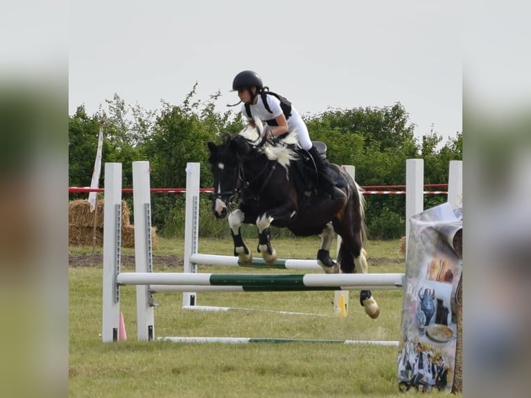 Altri pony/cavalli di piccola taglia Castrone 10 Anni 140 cm Pezzato in Rechnitz