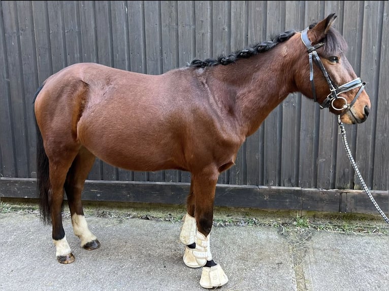 Altri pony/cavalli di piccola taglia Castrone 10 Anni 144 cm Baio in Raubling