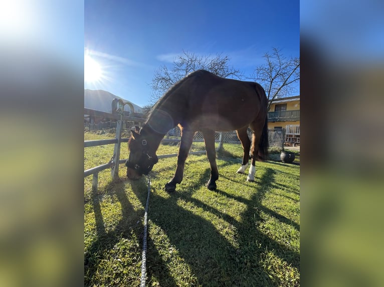 Altri pony/cavalli di piccola taglia Castrone 10 Anni 144 cm Baio in Raubling