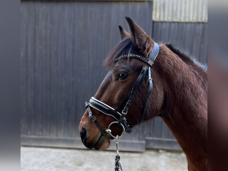 Altri pony/cavalli di piccola taglia Castrone 10 Anni 144 cm Baio in Raubling