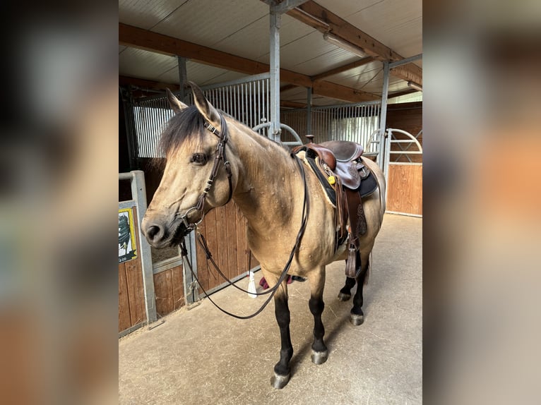 Altri pony/cavalli di piccola taglia Mix Castrone 10 Anni 145 cm Pelle di daino in Aigen-Schlägl