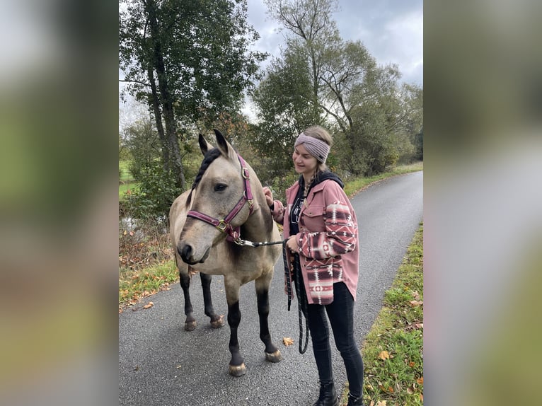 Altri pony/cavalli di piccola taglia Mix Castrone 10 Anni 145 cm Pelle di daino in Aigen-Schlägl