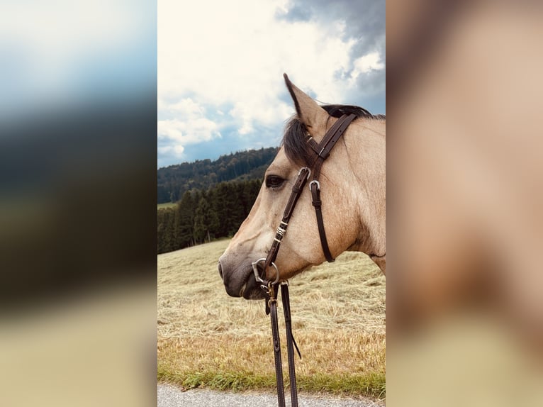 Altri pony/cavalli di piccola taglia Mix Castrone 10 Anni 145 cm Pelle di daino in Aigen-Schlägl