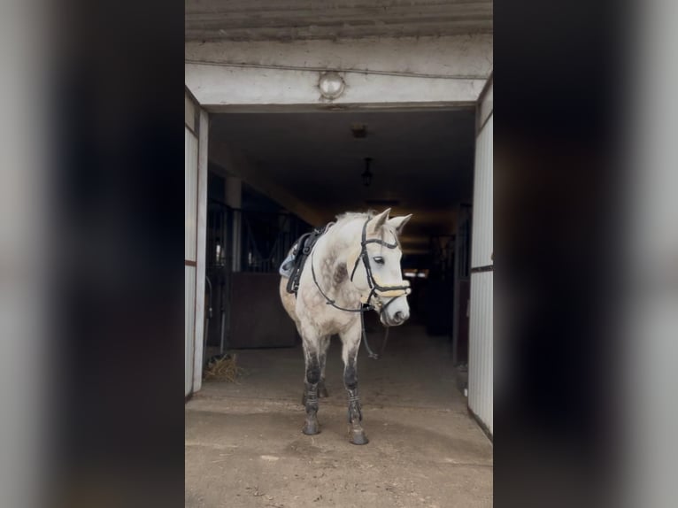 Altri pony/cavalli di piccola taglia Castrone 10 Anni 146 cm Grigio pezzato in Dębe Wielkie