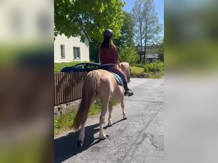 Altri pony/cavalli di piccola taglia Mix Castrone 10 Anni 151 cm Roano rosso in Scheibenberg