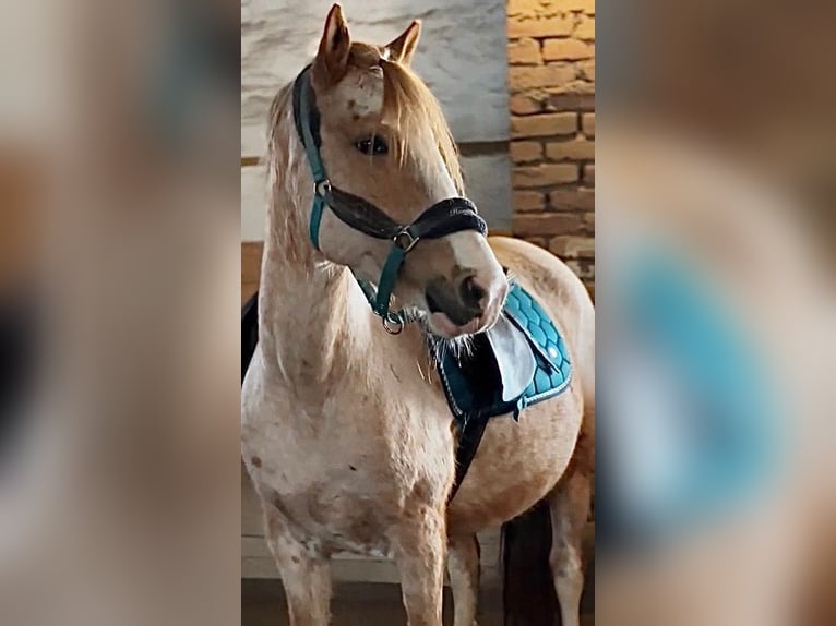 Altri pony/cavalli di piccola taglia Mix Castrone 10 Anni 151 cm Roano rosso in Scheibenberg