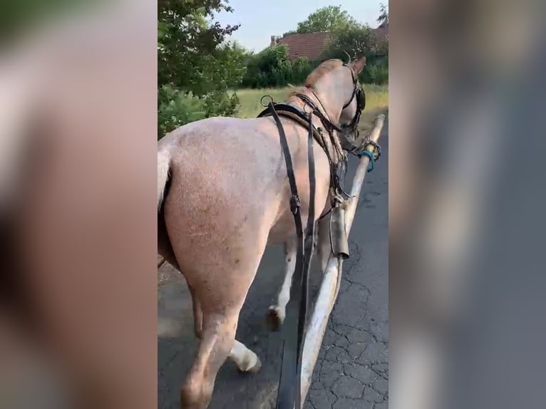 Altri pony/cavalli di piccola taglia Mix Castrone 10 Anni 151 cm Roano rosso in Scheibenberg