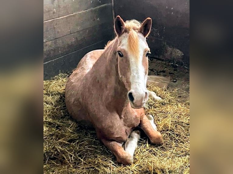 Altri pony/cavalli di piccola taglia Mix Castrone 10 Anni 151 cm Roano rosso in Scheibenberg