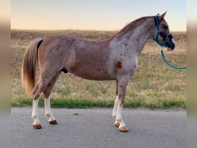 Altri pony/cavalli di piccola taglia Mix Castrone 10 Anni 151 cm Roano rosso in Scheibenberg