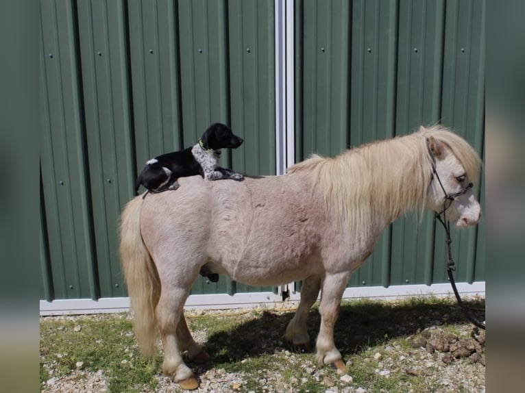 Altri pony/cavalli di piccola taglia Castrone 10 Anni 84 cm Roano rosso in Huntingdon, TN