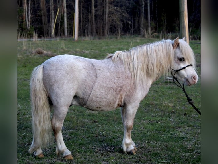 Altri pony/cavalli di piccola taglia Castrone 10 Anni 84 cm Roano rosso in Huntingdon, TN