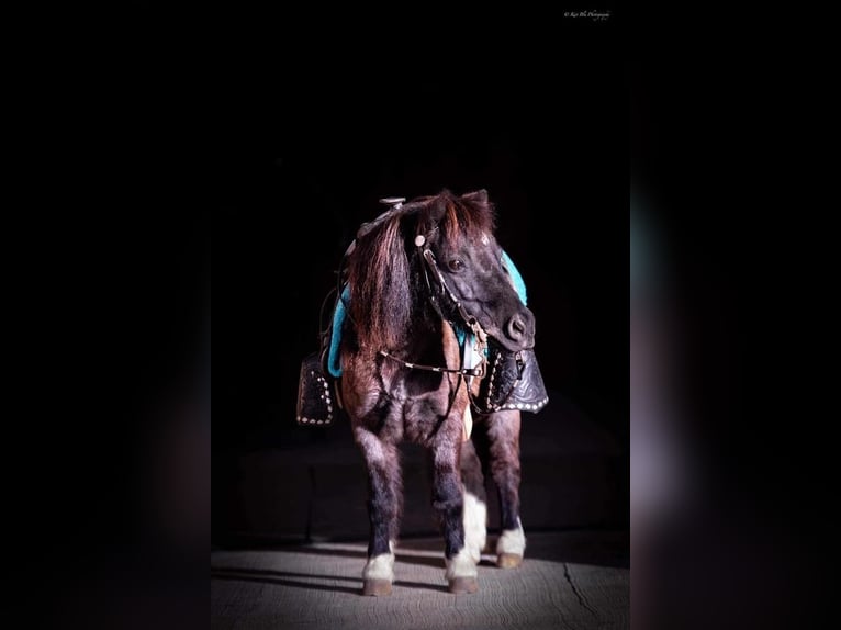 Altri pony/cavalli di piccola taglia Castrone 10 Anni 89 cm Roano blu in Buffalo