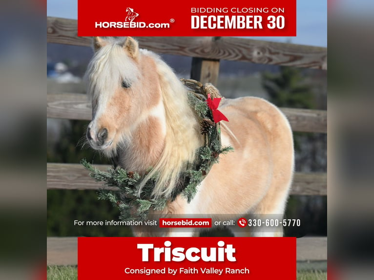 Altri pony/cavalli di piccola taglia Castrone 10 Anni 94 cm Palomino in Fresno, OH