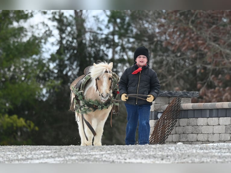 Altri pony/cavalli di piccola taglia Castrone 10 Anni 94 cm Palomino in Fresno, OH