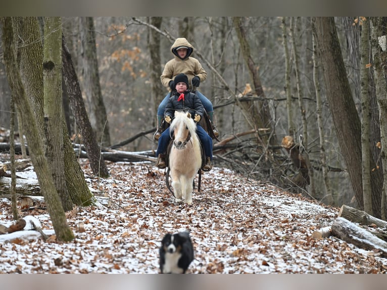 Altri pony/cavalli di piccola taglia Castrone 10 Anni 94 cm Palomino in Fresno, OH