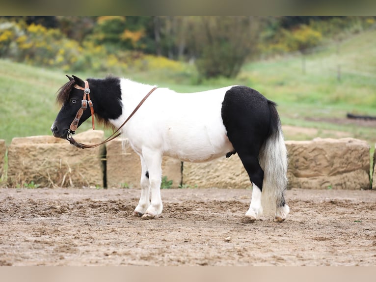 Altri pony/cavalli di piccola taglia Castrone 10 Anni 94 cm Pezzato in Millersburg