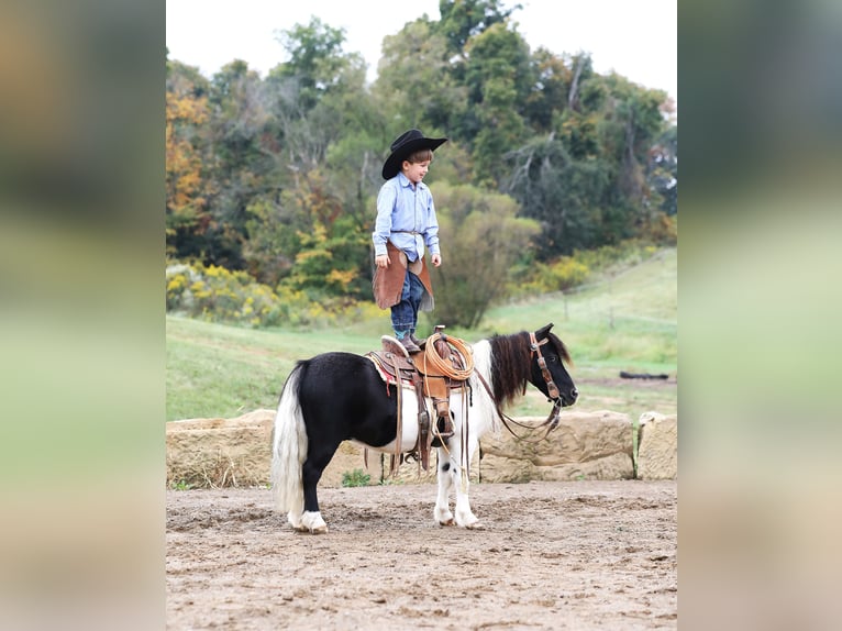 Altri pony/cavalli di piccola taglia Castrone 10 Anni 94 cm Pezzato in Millersburg