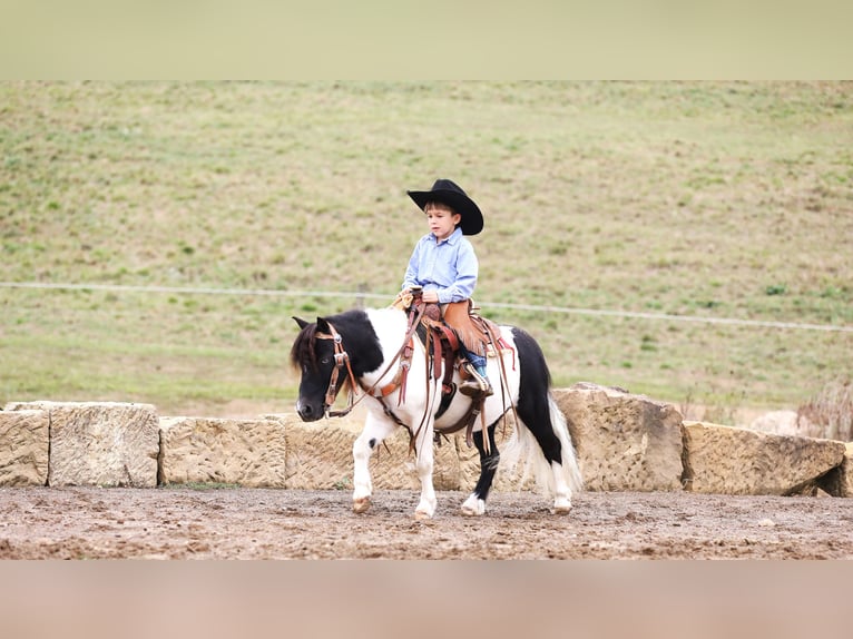 Altri pony/cavalli di piccola taglia Castrone 10 Anni 94 cm Pezzato in Millersburg