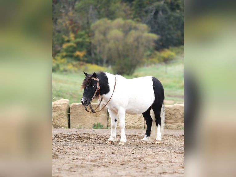 Altri pony/cavalli di piccola taglia Castrone 10 Anni 94 cm Pezzato in Millersburg