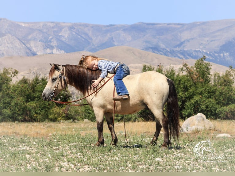 Altri pony/cavalli di piccola taglia Castrone 10 Anni 97 cm Pelle di daino in Cody