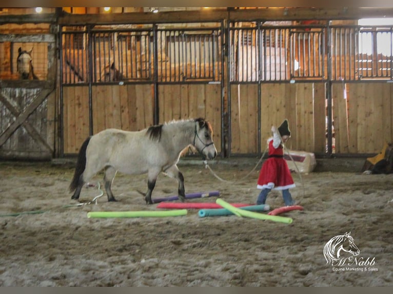 Altri pony/cavalli di piccola taglia Castrone 10 Anni 97 cm Pelle di daino in Cody