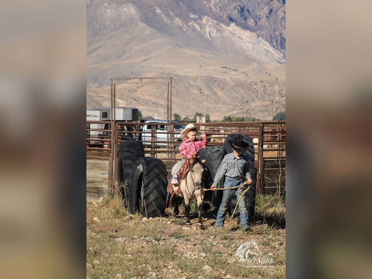 Altri pony/cavalli di piccola taglia Castrone 10 Anni 97 cm Pelle di daino in Cody