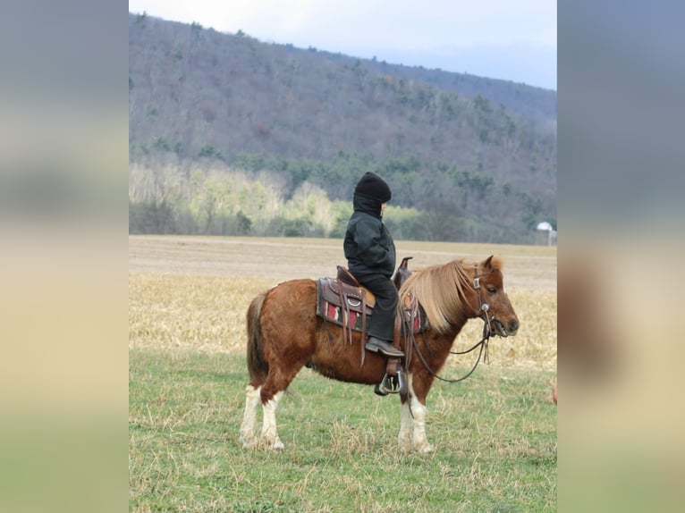 Altri pony/cavalli di piccola taglia Castrone 10 Anni 97 cm Pezzato in Rebersburg