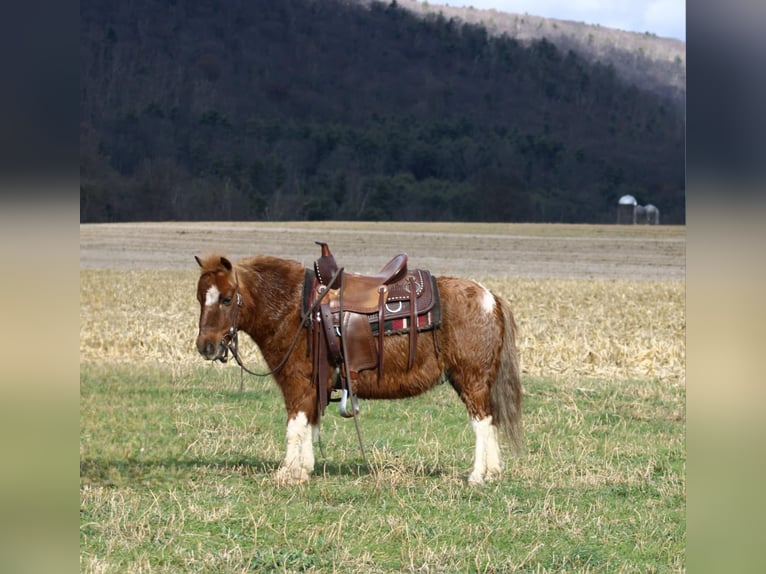 Altri pony/cavalli di piccola taglia Castrone 10 Anni 97 cm Pezzato in Rebersburg