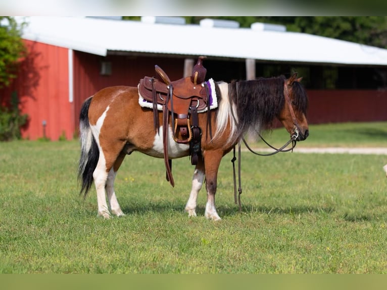 Altri pony/cavalli di piccola taglia Castrone 10 Anni Baio ciliegia in Joshua, TX