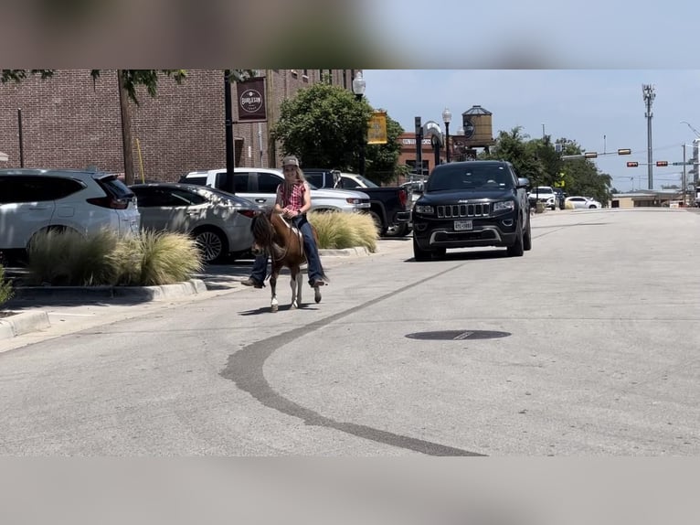 Altri pony/cavalli di piccola taglia Castrone 10 Anni Baio ciliegia in Joshua, TX
