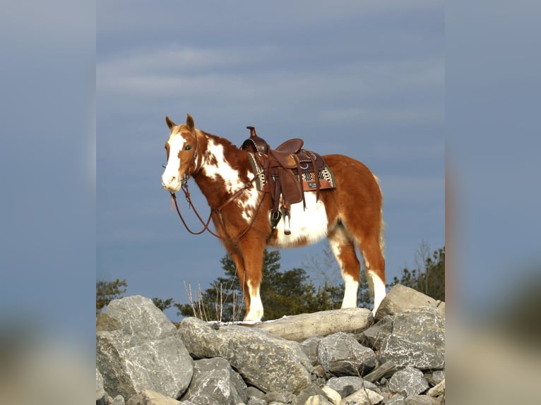 Altri pony/cavalli di piccola taglia Castrone 10 Anni Pezzato in Rebersburg, PA