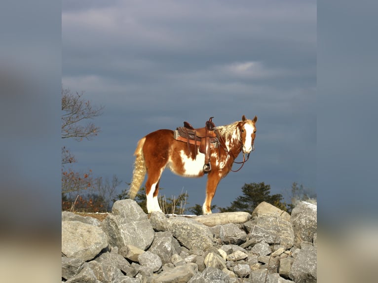 Altri pony/cavalli di piccola taglia Castrone 10 Anni Pezzato in Rebersburg, PA