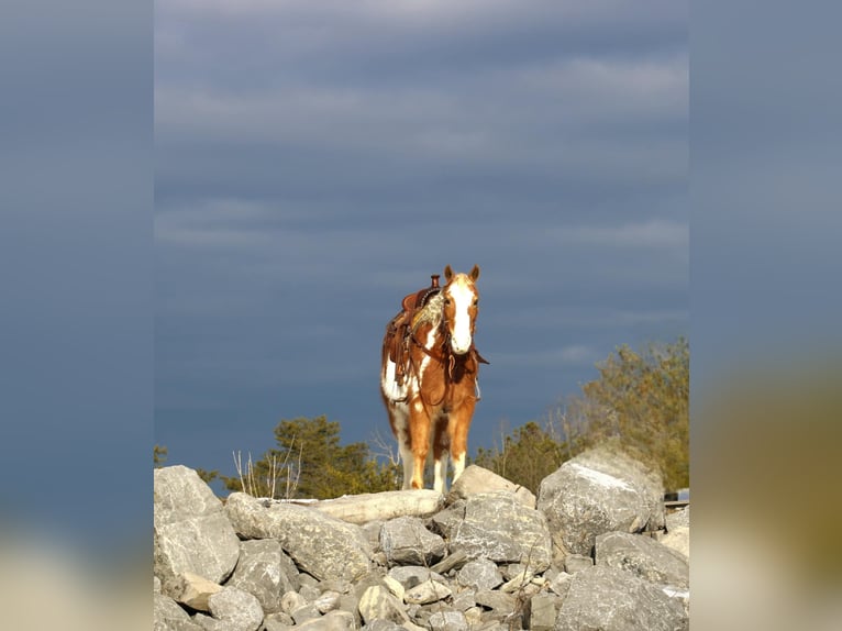 Altri pony/cavalli di piccola taglia Castrone 10 Anni Pezzato in Rebersburg, PA