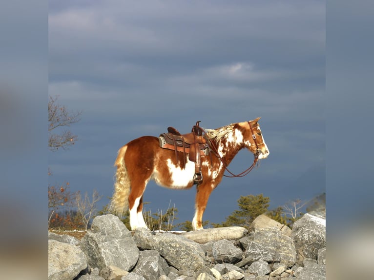 Altri pony/cavalli di piccola taglia Castrone 10 Anni Pezzato in Rebersburg, PA