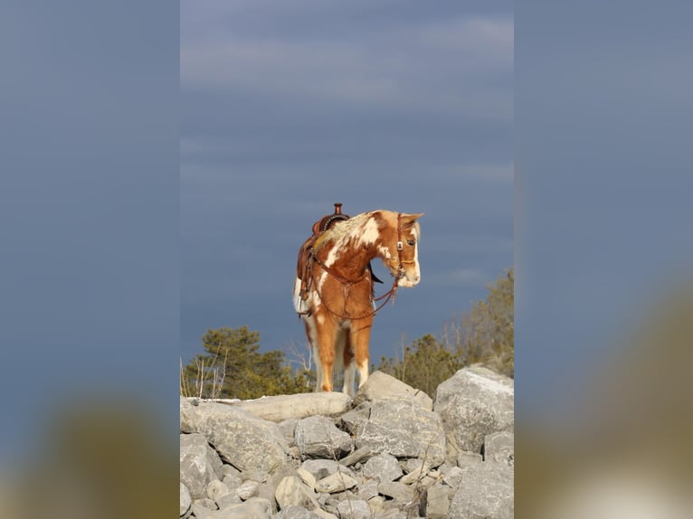 Altri pony/cavalli di piccola taglia Castrone 10 Anni Pezzato in Rebersburg, PA