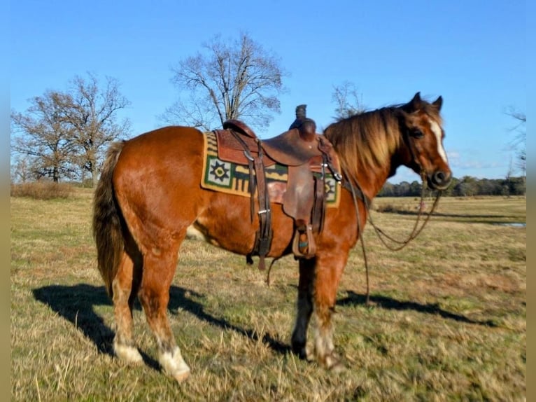 Altri pony/cavalli di piccola taglia Castrone 10 Anni Sauro ciliegia in Watson, OK