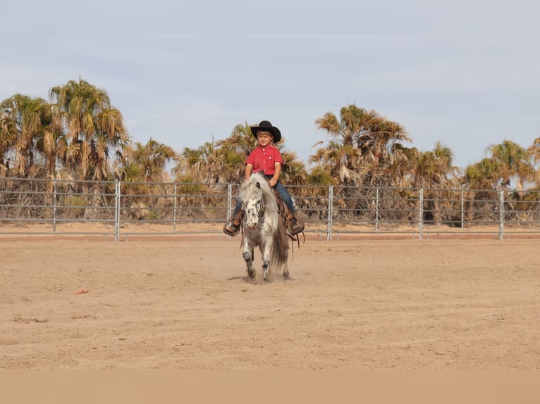 Altri pony/cavalli di piccola taglia Castrone 11 Anni 104 cm in Aguila, AZ