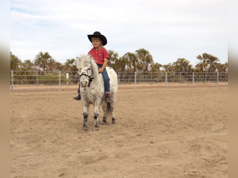 Altri pony/cavalli di piccola taglia Castrone 11 Anni 104 cm in Aguila, AZ