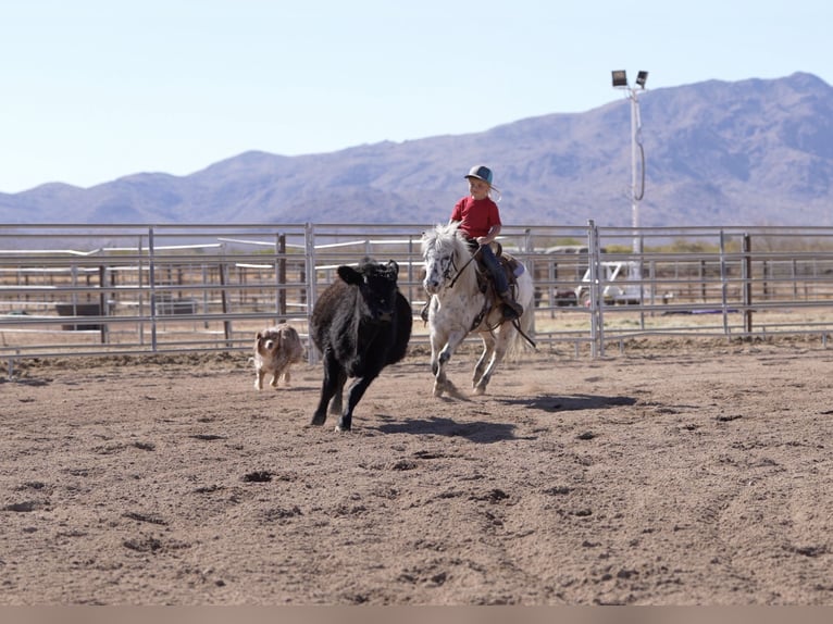 Altri pony/cavalli di piccola taglia Castrone 11 Anni 104 cm in Aguila, AZ