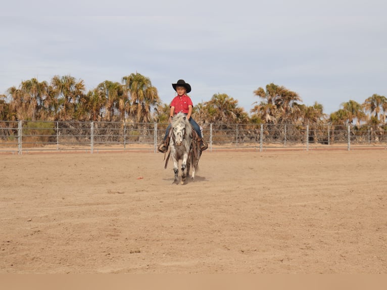 Altri pony/cavalli di piccola taglia Castrone 11 Anni 104 cm in Aguila, AZ